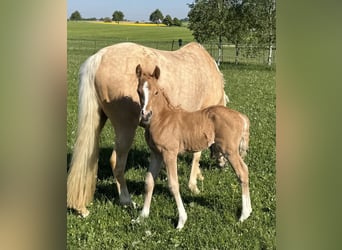 Deutsches Reitpony, Hengst, Fohlen (05/2025), Palomino