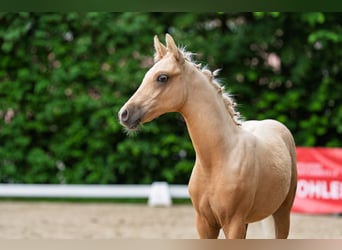 Deutsches Reitpony, Hengst, Fohlen (02/2026), Palomino