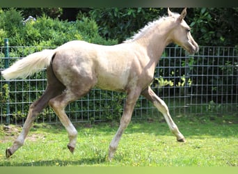 Deutsches Reitpony, Hengst, Fohlen (04/2026), Palomino