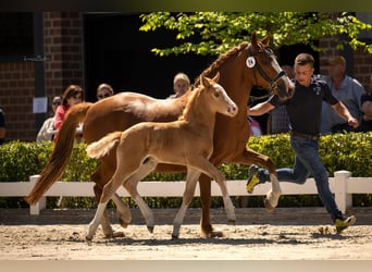 Deutsches Reitpony, Hengst, , Palomino