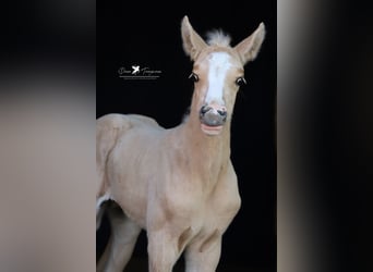 Deutsches Reitpony, Hengst, , Palomino
