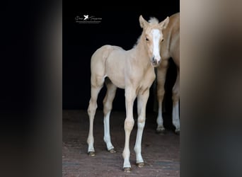Deutsches Reitpony, Hengst, , Palomino
