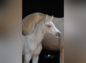 Deutsches Reitpony, Hengst, , Palomino