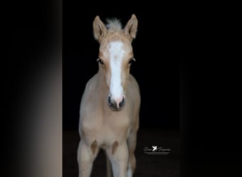 Deutsches Reitpony, Hengst, , Palomino