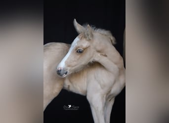 Deutsches Reitpony, Hengst, , Palomino