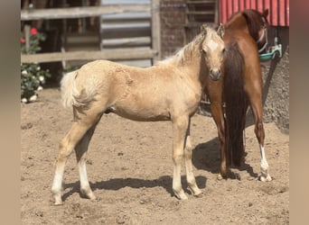 Deutsches Reitpony, Hengst, , Palomino