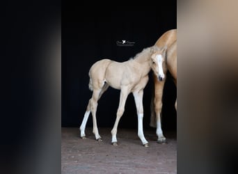 Deutsches Reitpony, Hengst, , Palomino