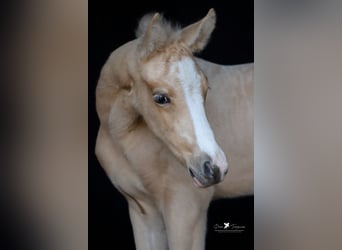 Deutsches Reitpony, Hengst, , Palomino