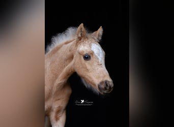 Deutsches Reitpony, Hengst, , Palomino