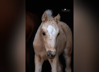 Deutsches Reitpony, Hengst, , Palomino