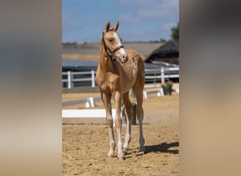 Deutsches Reitpony, Hengst, Fohlen (04/2026), Palomino