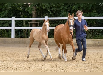 Deutsches Reitpony, Hengst, Fohlen (04/2026), Palomino