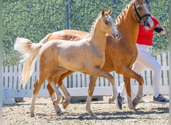 Deutsches Reitpony, Hengst, Fohlen (04/2026), Palomino