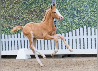 Deutsches Reitpony, Hengst, Fohlen (04/2026), Palomino