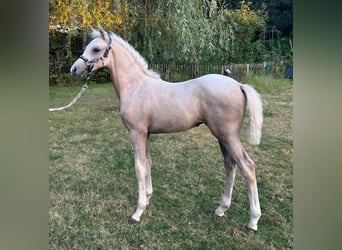 Deutsches Reitpony, Hengst, Fohlen (05/2026), Palomino