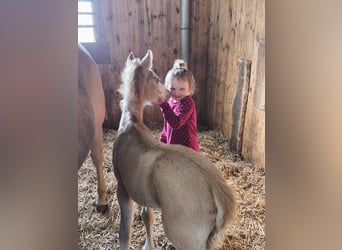 Deutsches Reitpony, Hengst, Fohlen (03/2026), Palomino