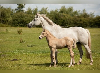 Deutsches Reitpony, Hengst, Fohlen (06/2024), Palomino