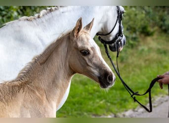 Deutsches Reitpony, Hengst, Fohlen (06/2024), Palomino