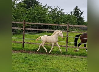 Deutsches Reitpony, Hengst, Fohlen (03/2024), Perlino