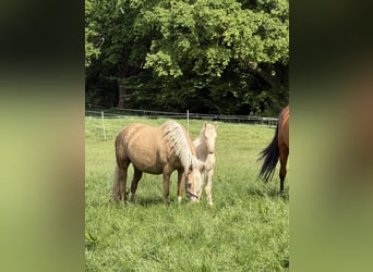 Deutsches Reitpony, Hengst, Fohlen (03/2026), Perlino