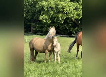 Deutsches Reitpony, Hengst, Fohlen (03/2026), Perlino