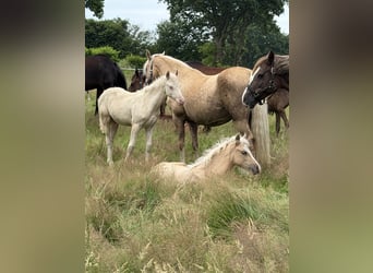 Deutsches Reitpony, Hengst, Fohlen (03/2026), Perlino