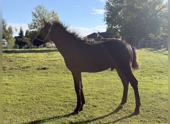 Deutsches Reitpony, Hengst, Fohlen (05/2026), Rappe