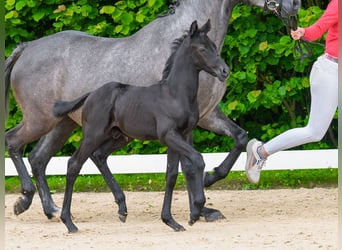 Deutsches Reitpony, Hengst, Fohlen (05/2026), Rappe