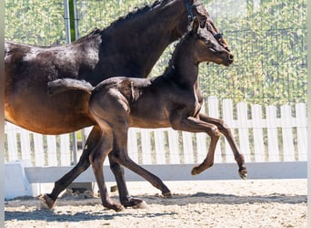 Deutsches Reitpony, Hengst, Fohlen (03/2026), Rappe