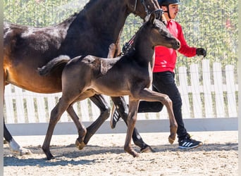 Deutsches Reitpony, Hengst, Fohlen (03/2026), Rappe