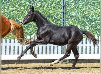 Deutsches Reitpony, Hengst, Fohlen (03/2026), Rappe