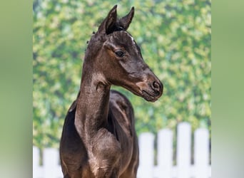 Deutsches Reitpony, Hengst, Fohlen (03/2026), Rappe