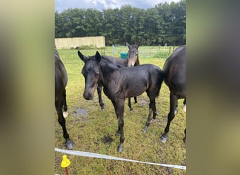 Deutsches Reitpony, Hengst, Fohlen (05/2024), Rappe