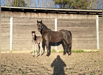 Deutsches Reitpony, Hengst, , Rappe