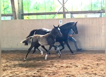 Deutsches Reitpony, Hengst, , Rappe