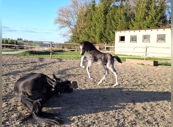 Deutsches Reitpony, Hengst, , Rappe