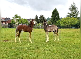 Deutsches Reitpony, Hengst, , Rappe