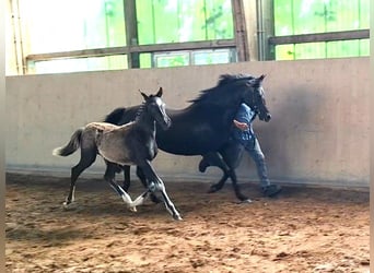 Deutsches Reitpony, Hengst, , Rappe