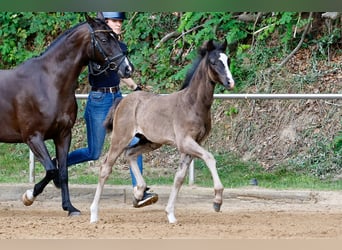 Deutsches Reitpony, Hengst, Fohlen (05/2025), Rappe