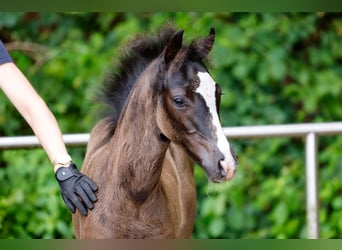 Deutsches Reitpony, Hengst, Fohlen (05/2025), Rappe