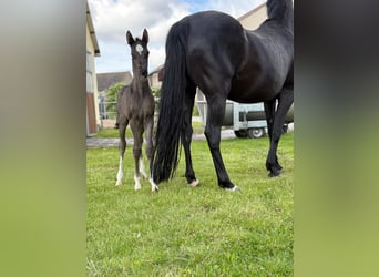 Deutsches Reitpony, Hengst, , Rappe