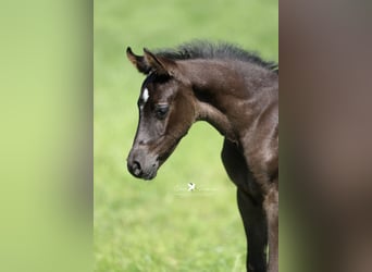 Deutsches Reitpony, Hengst, , Rappe