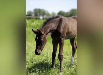 Deutsches Reitpony, Hengst, , Rappe
