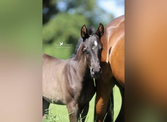 Deutsches Reitpony, Hengst, , Rappe