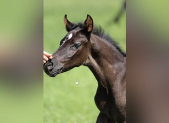 Deutsches Reitpony, Hengst, , Rappe