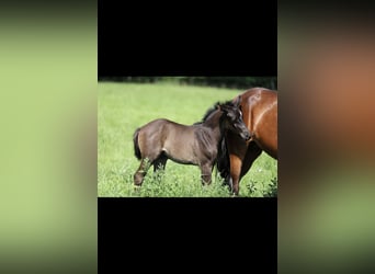 Deutsches Reitpony, Hengst, , Rappe