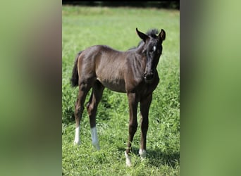 Deutsches Reitpony, Hengst, , Rappe
