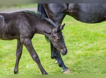 Deutsches Reitpony, Hengst, , Rappe