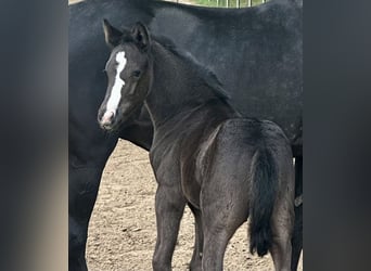 Deutsches Reitpony, Hengst, , Rappe