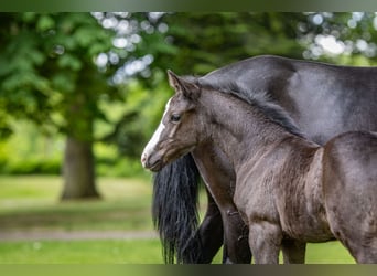 Deutsches Reitpony, Hengst, , Rappe